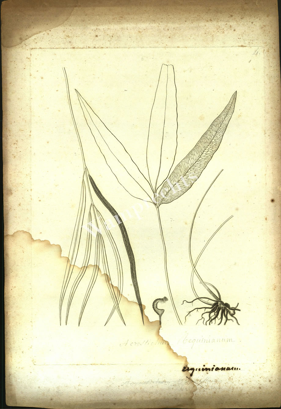 Botanical Engravings of A. Poiret