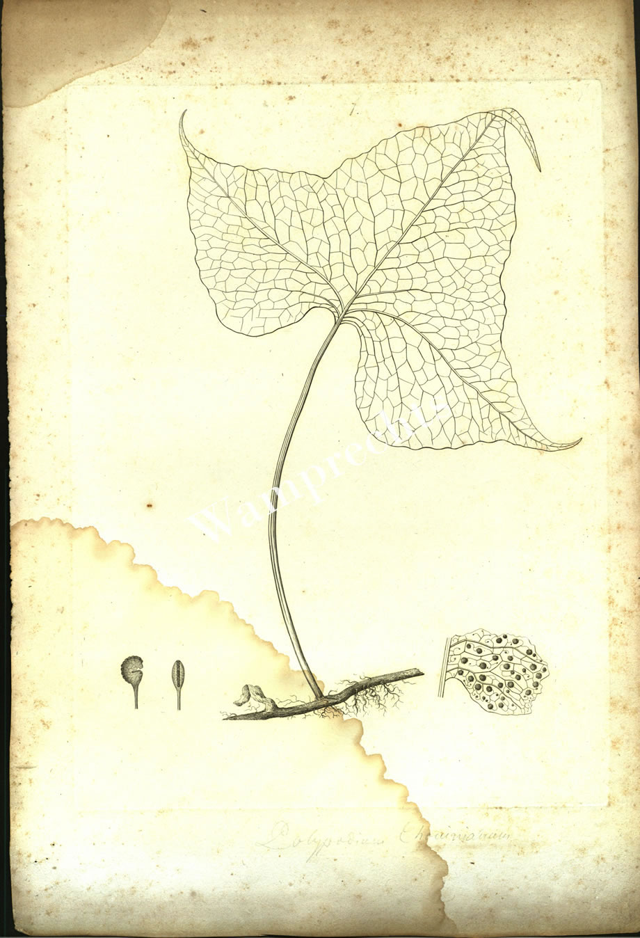 Botanical Engravings of A. Poiret