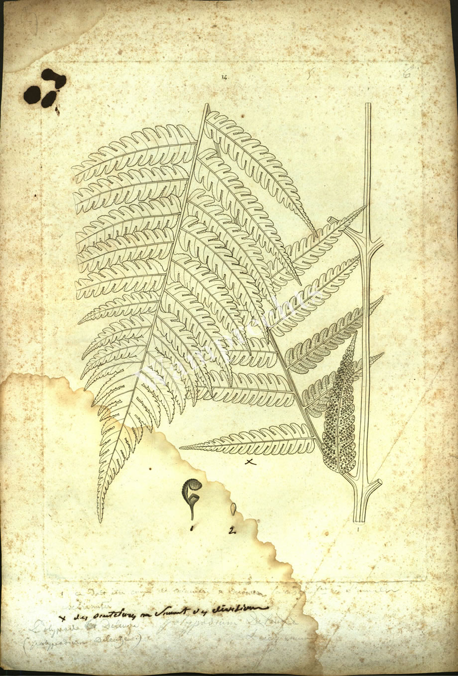 Botanical Engravings of A. Poiret