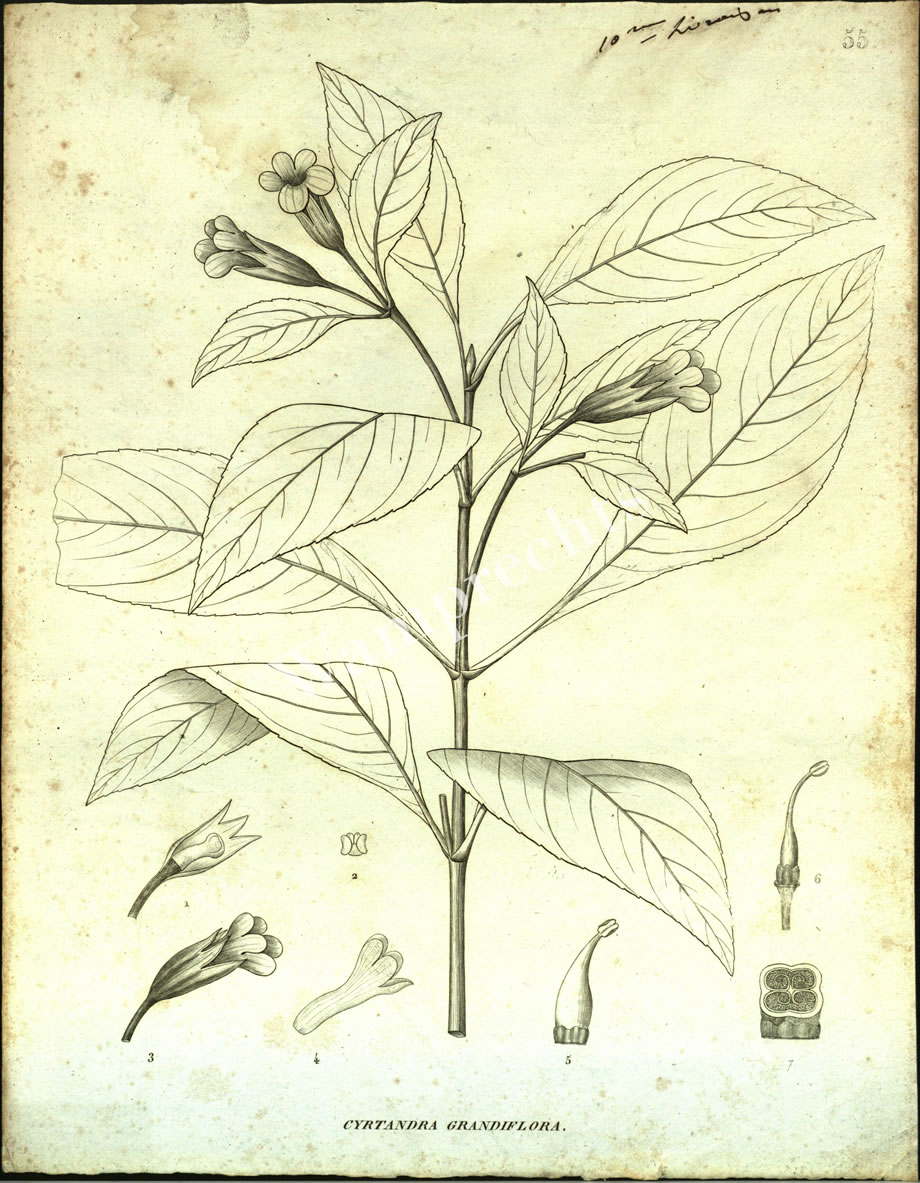 Botanical Engravings of A. Poiret