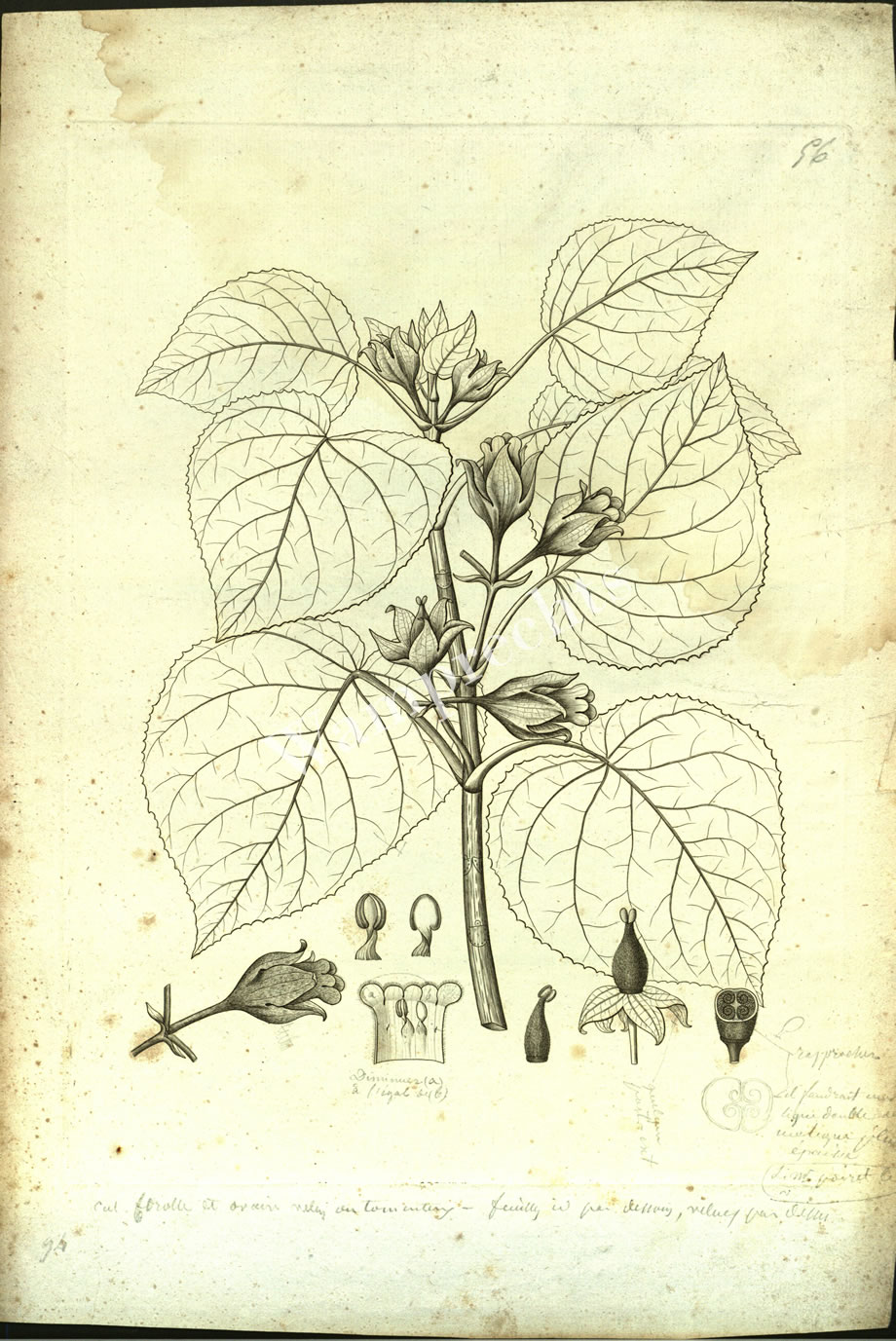 Botanical Engravings of A. Poiret