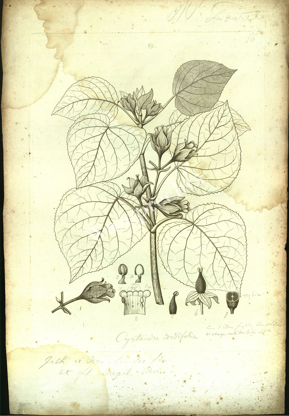 Botanical Engravings of A. Poiret