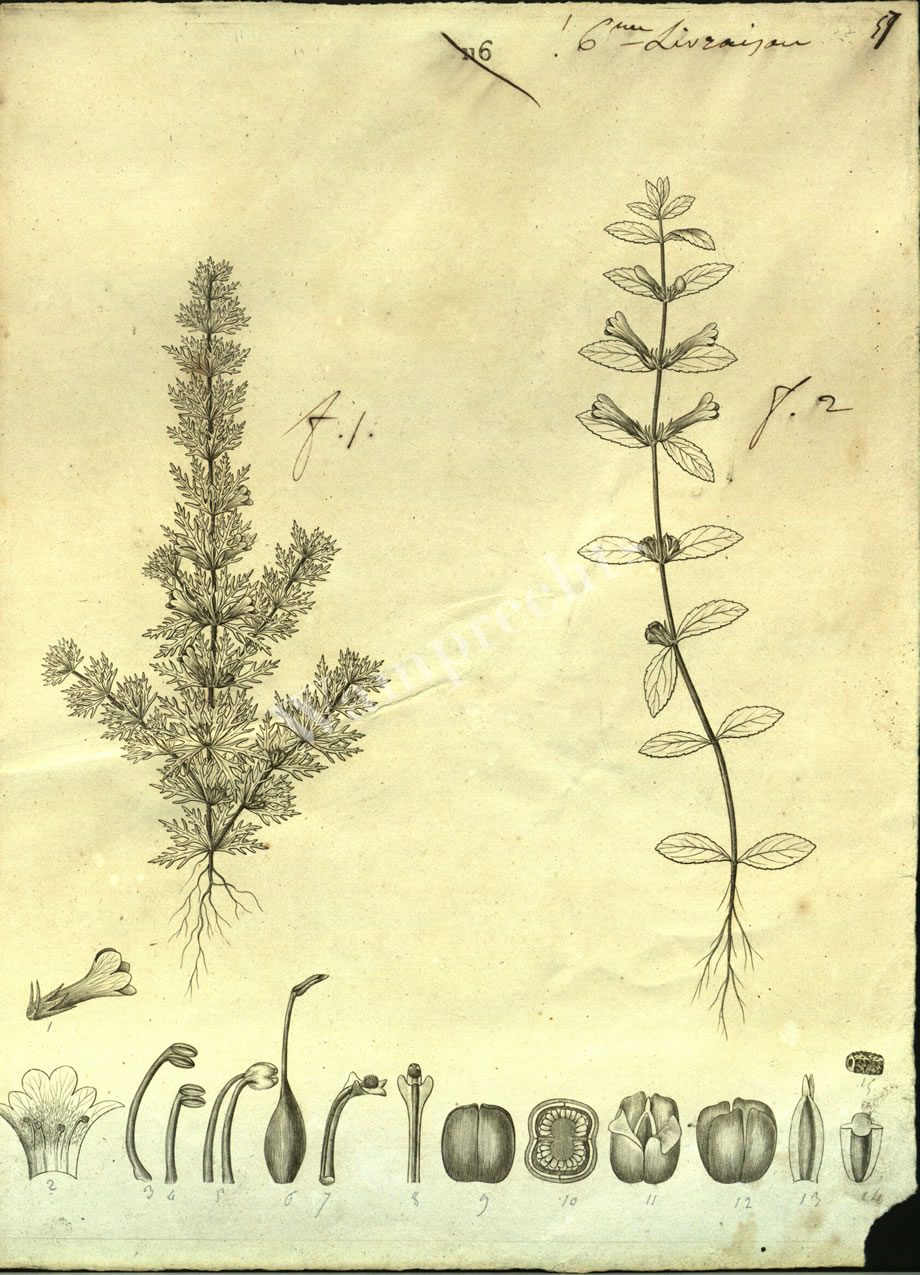 Botanical Engravings of A. Poiret