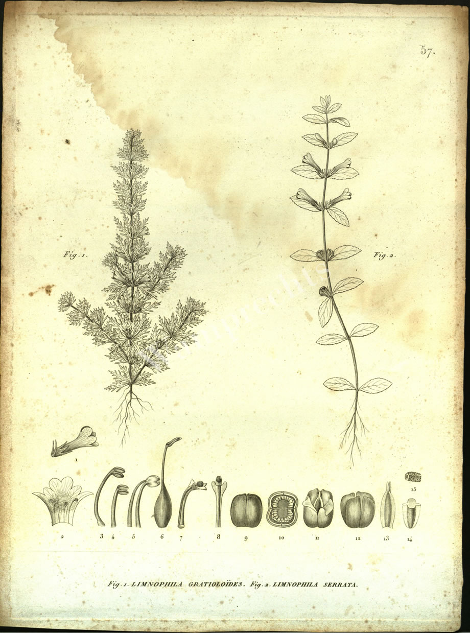 Botanical Engravings of A. Poiret