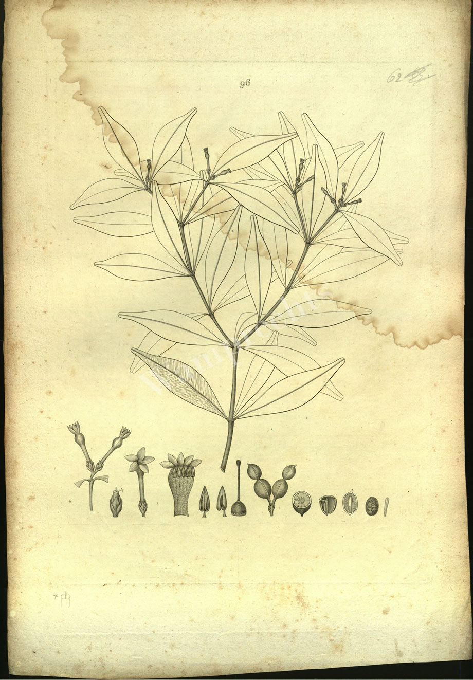 Botanical Engravings of A. Poiret
