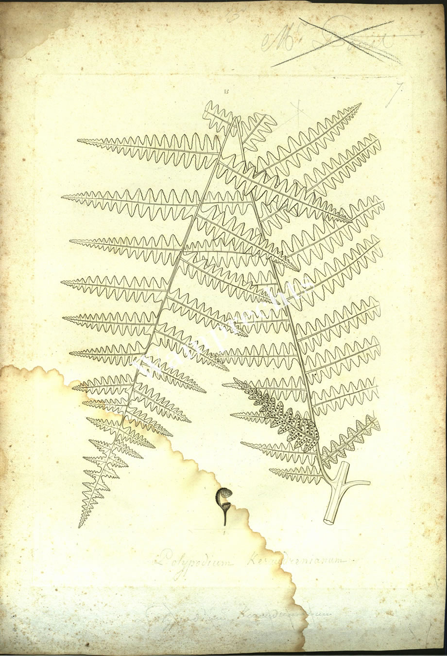 Botanical Engravings of A. Poiret