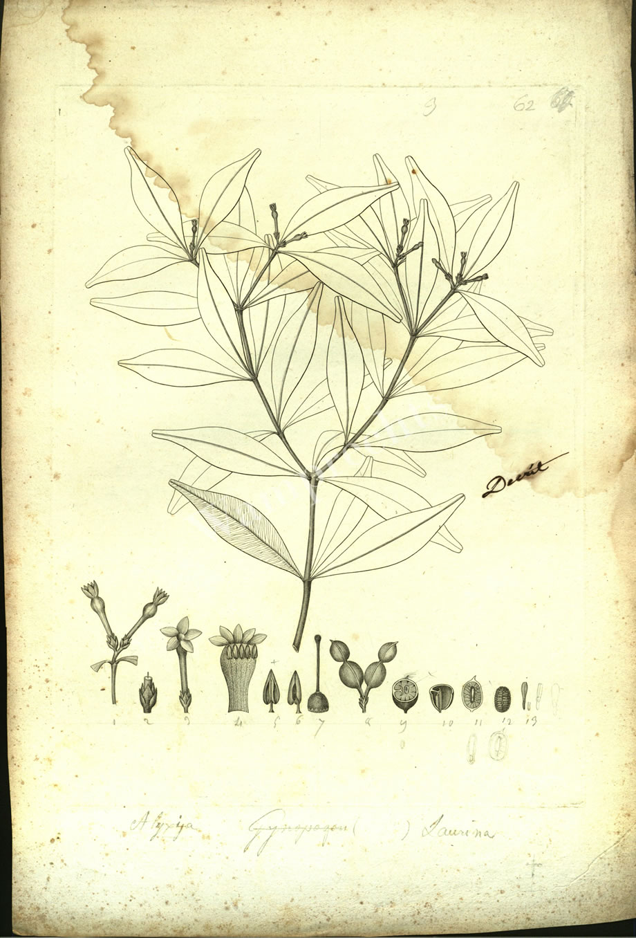 Botanical Engravings of A. Poiret