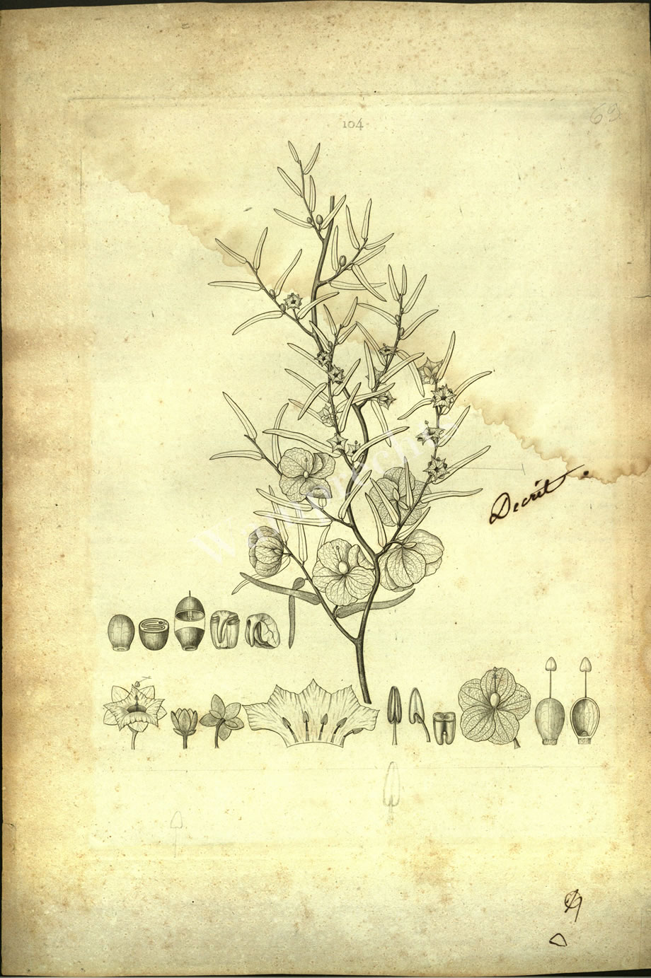 Botanical Engravings of A. Poiret
