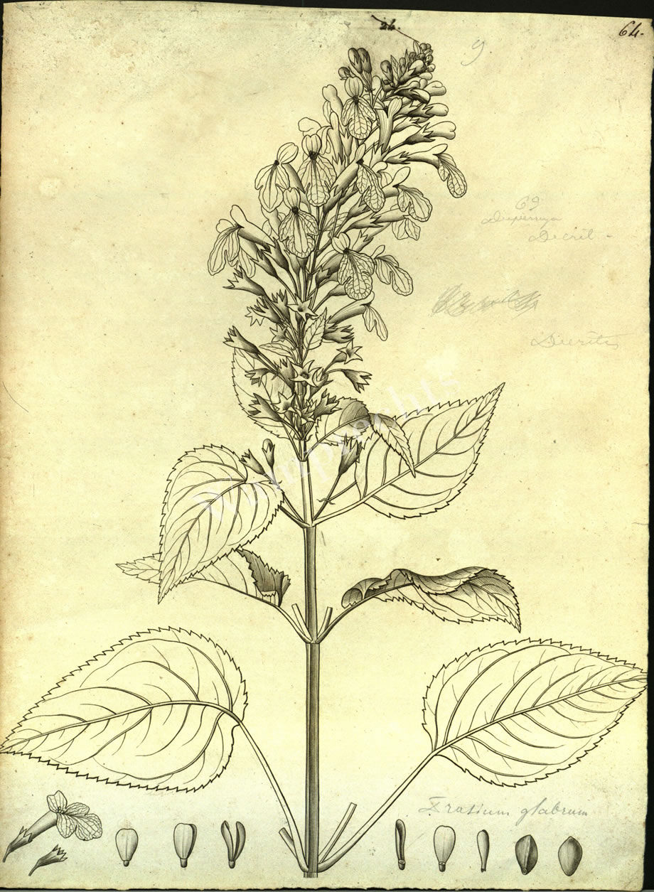 Botanical Engravings of A. Poiret
