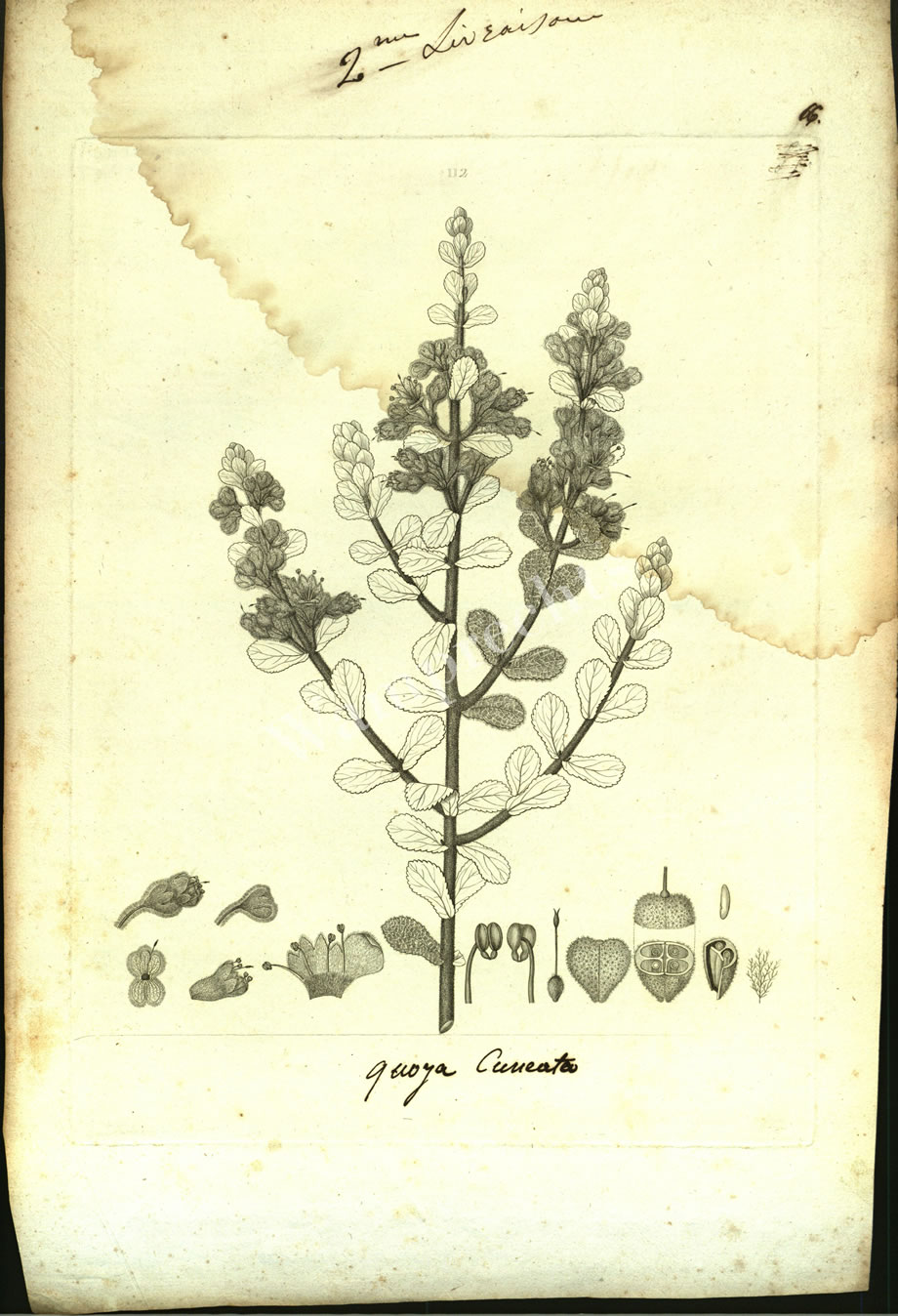 Botanical Engravings of A. Poiret