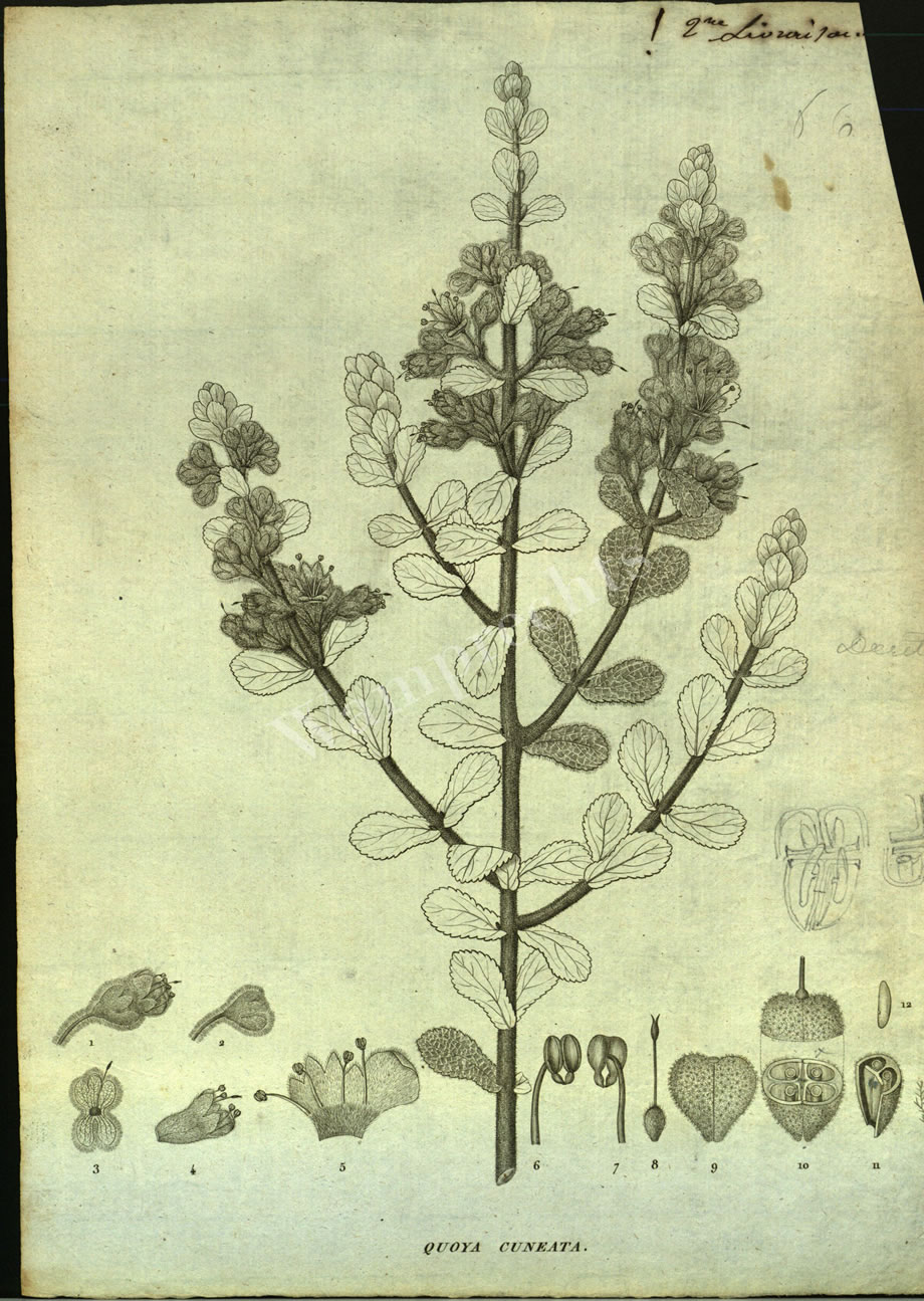 Botanical Engravings of A. Poiret