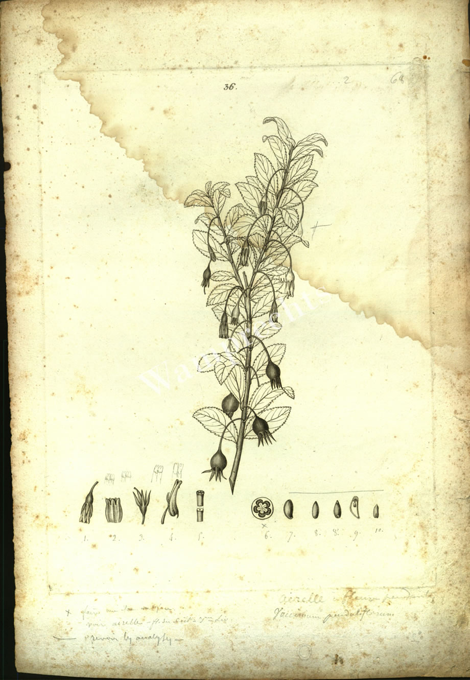 Botanical Engravings of A. Poiret