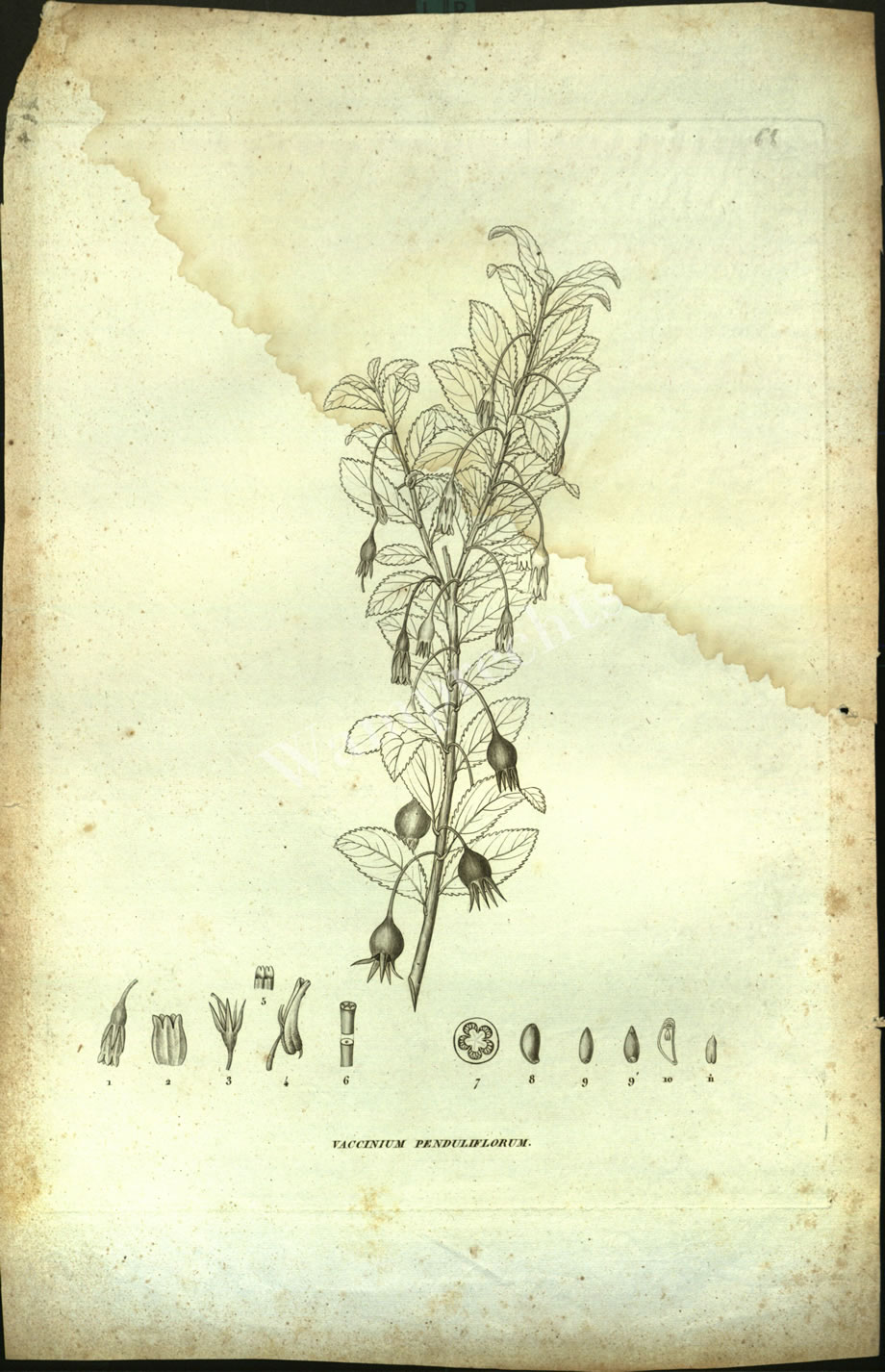 Botanical Engravings of A. Poiret