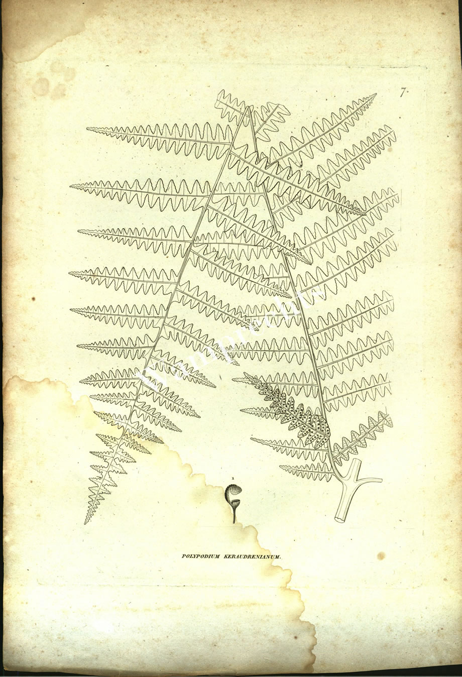 Botanical Engravings of A. Poiret