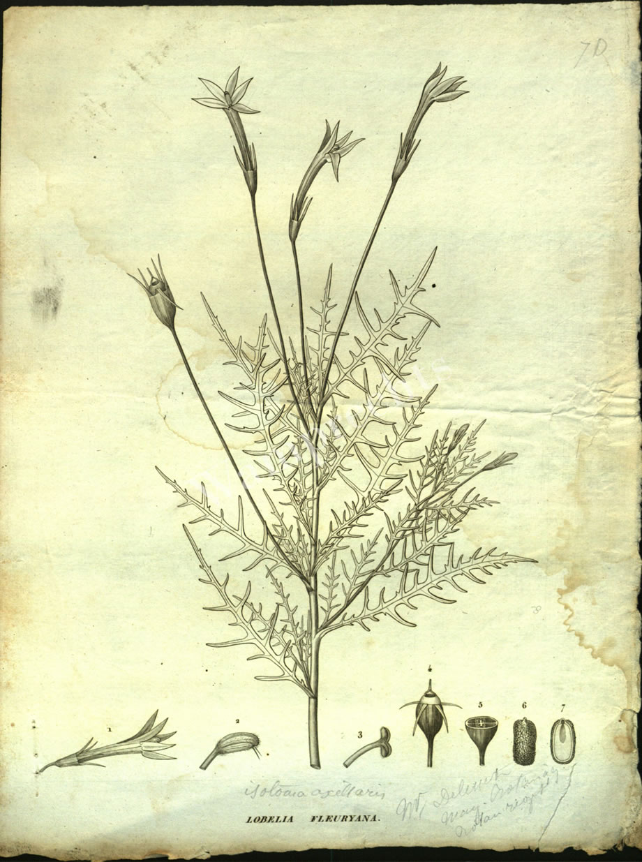 Botanical Engravings of A. Poiret