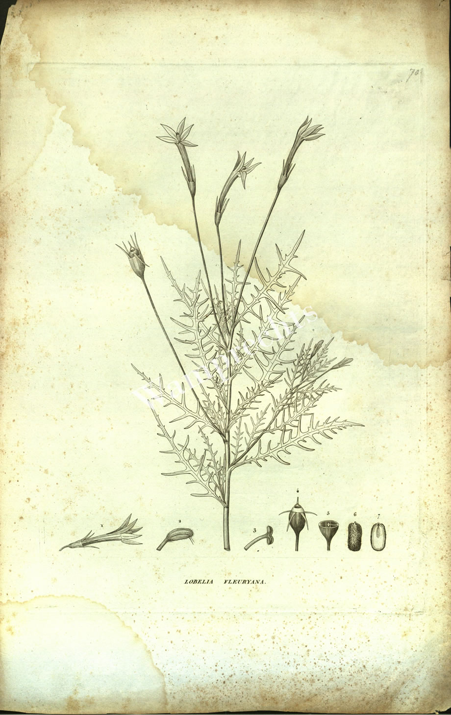 Botanical Engravings of A. Poiret