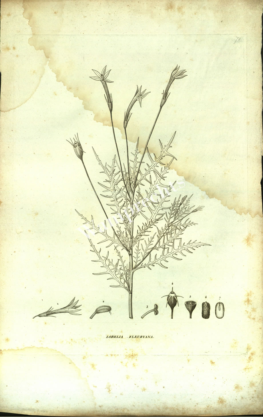 Botanical Engravings of A. Poiret