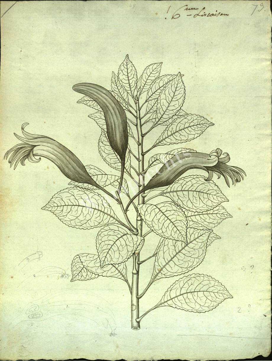 Botanical Engravings of A. Poiret
