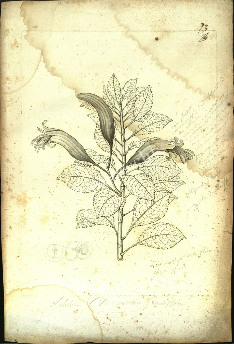 Botanical Engravings of A. Poiret