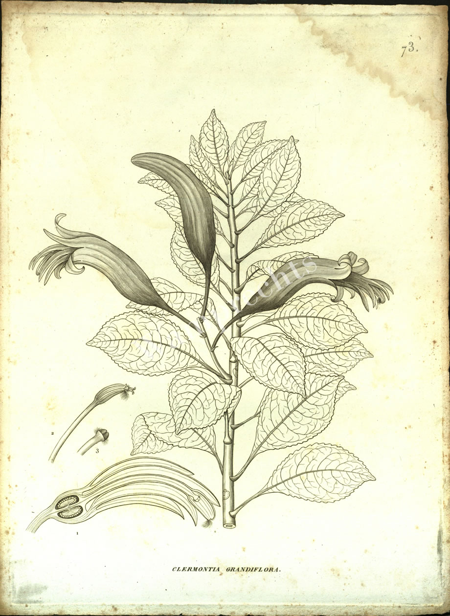 Botanical Engravings of A. Poiret