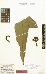 Botanical Engravings of A. Poiret