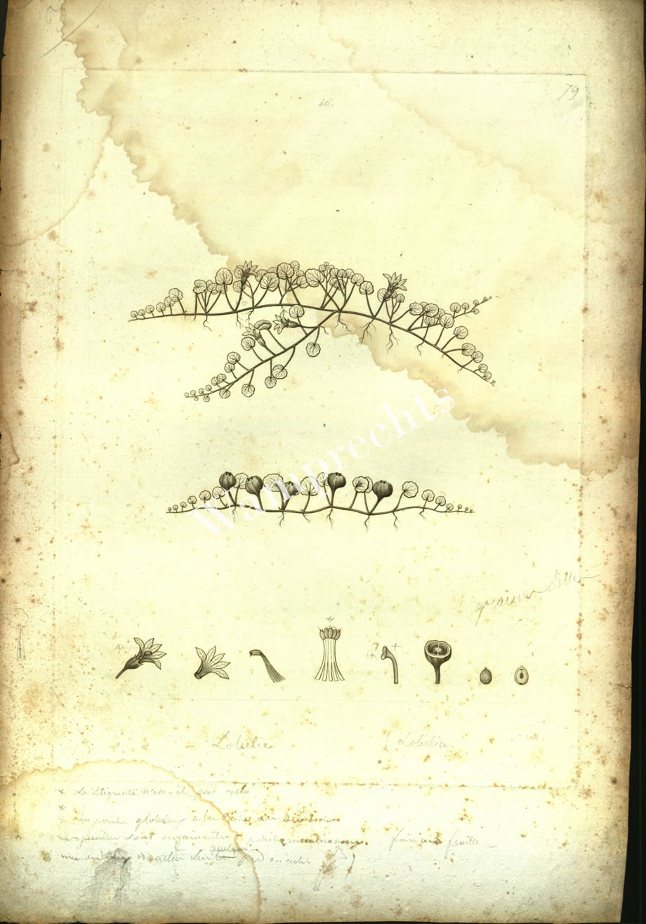 Botanical Engravings of A. Poiret