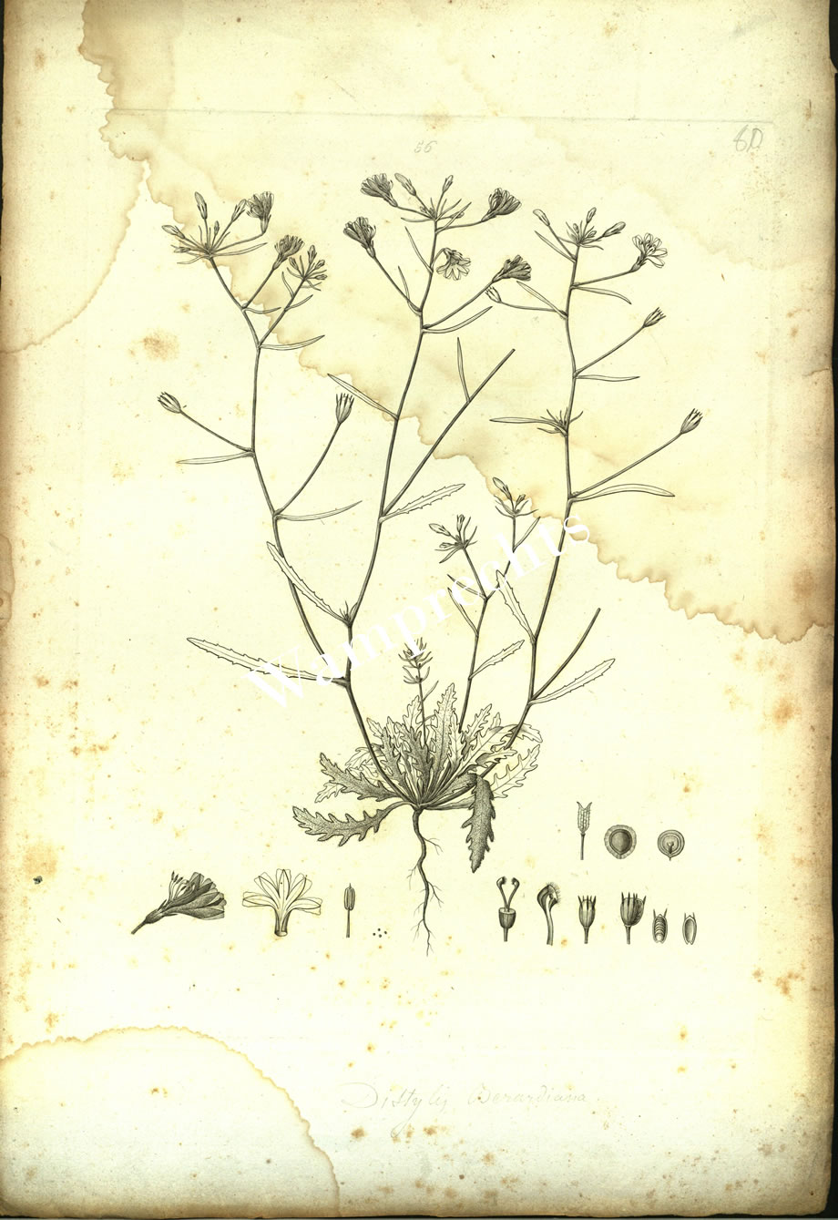 Botanical Engravings of A. Poiret