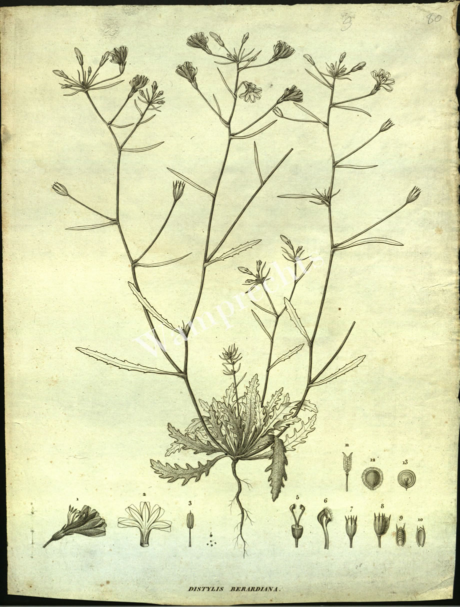 Botanical Engravings of A. Poiret