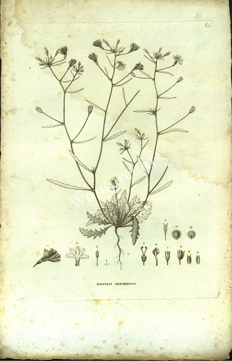 Botanical Engravings of A. Poiret