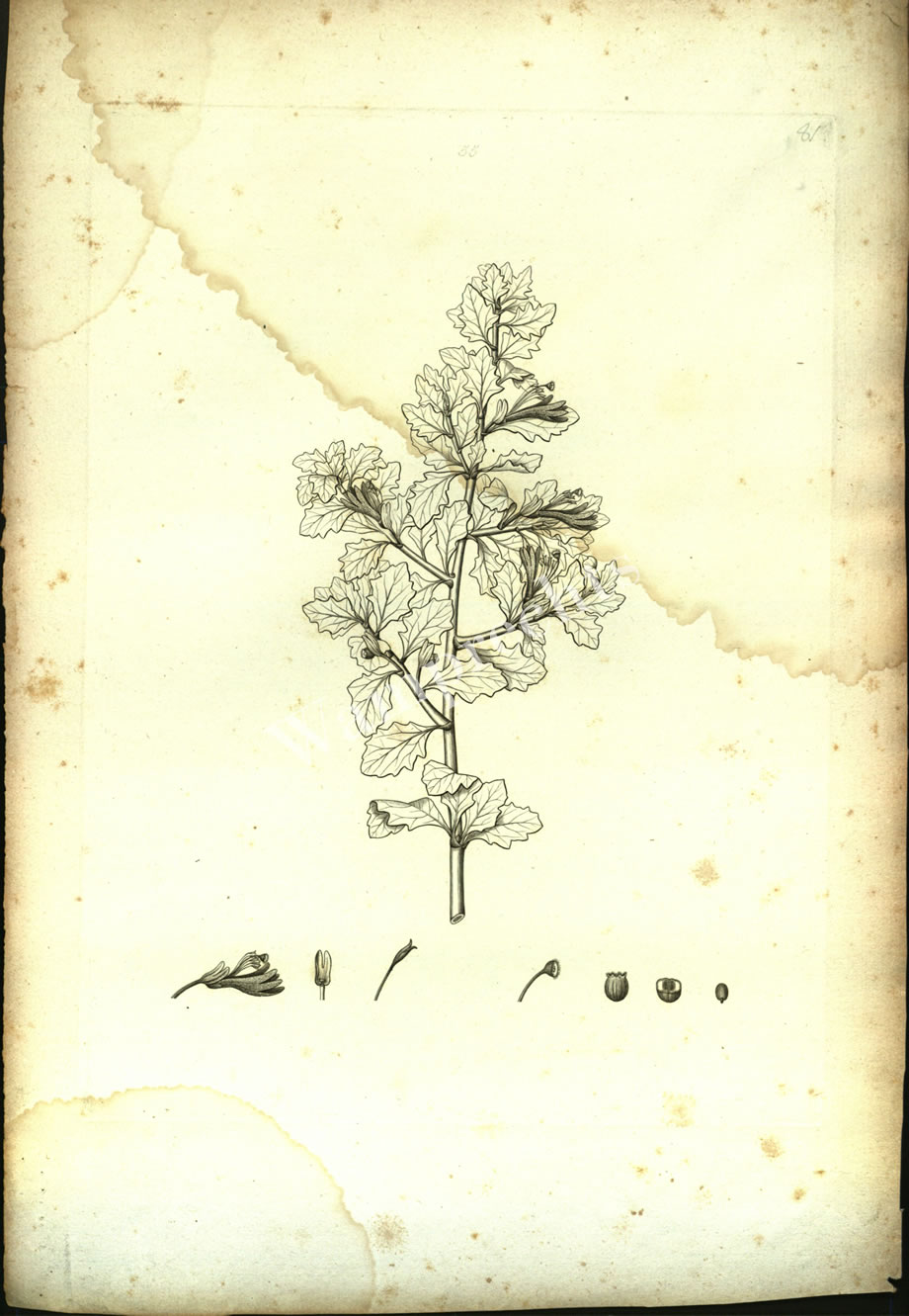 Botanical Engravings of A. Poiret