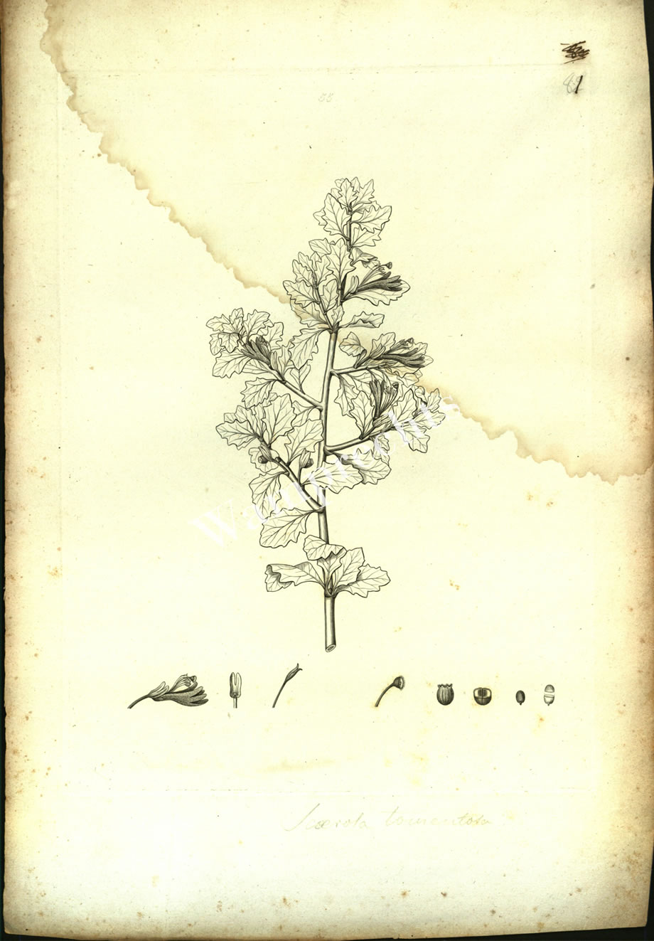 Botanical Engravings of A. Poiret