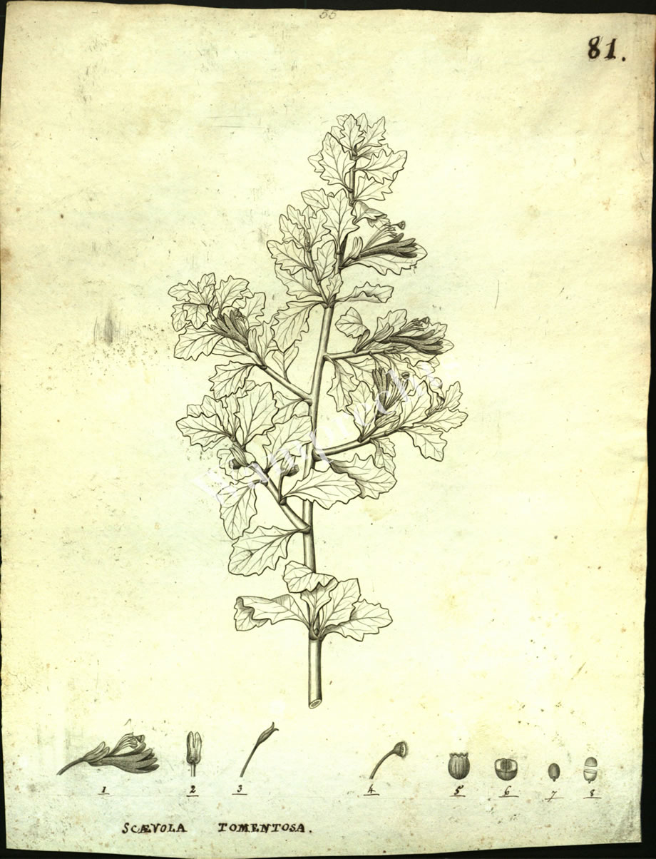 Botanical Engravings of A. Poiret