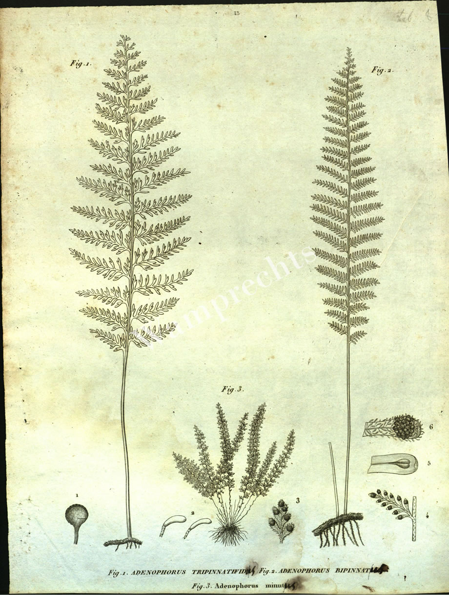 Botanical Engravings of A. Poiret
