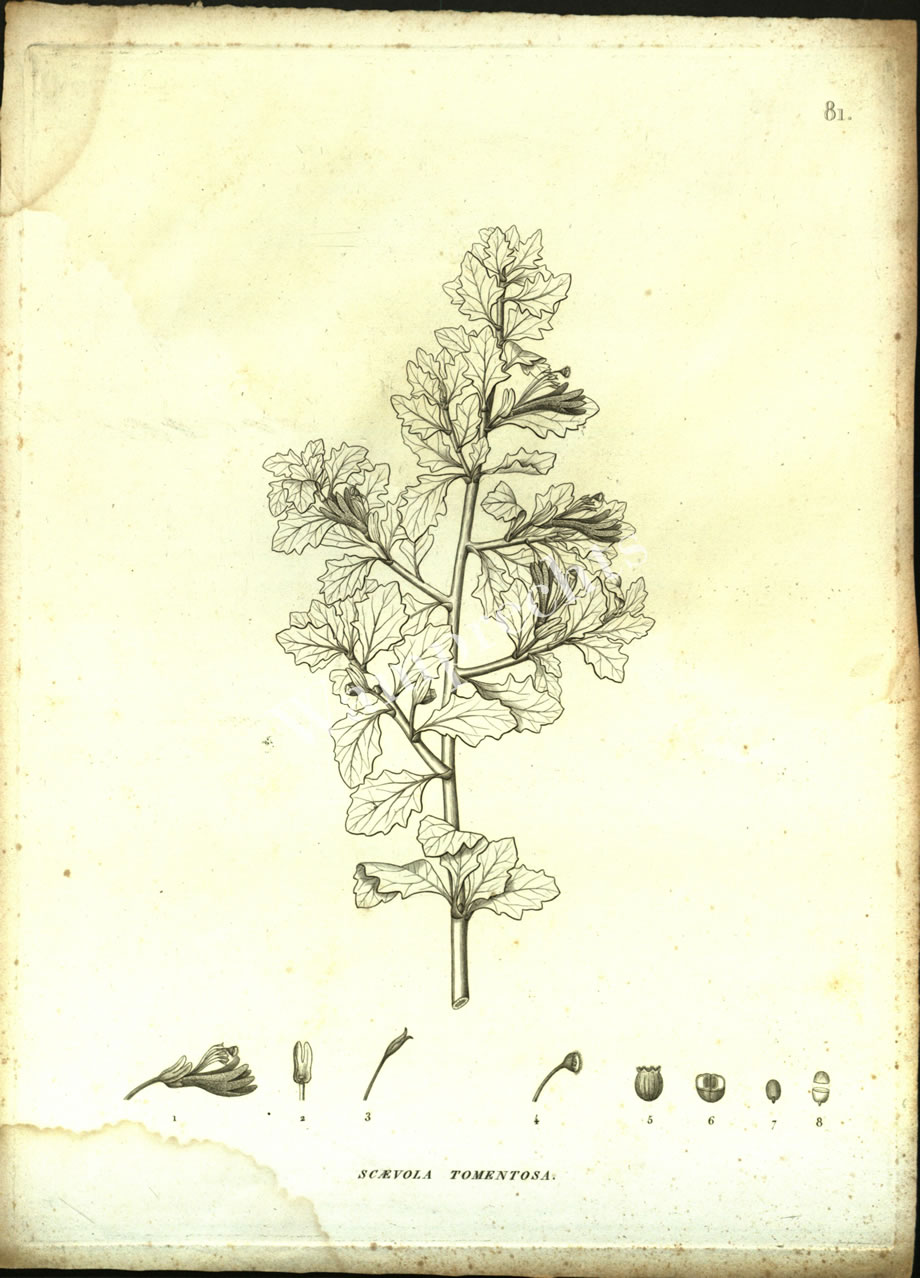 Botanical Engravings of A. Poiret