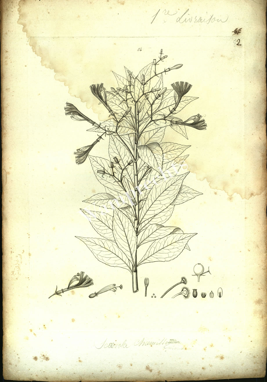 Botanical Engravings of A. Poiret