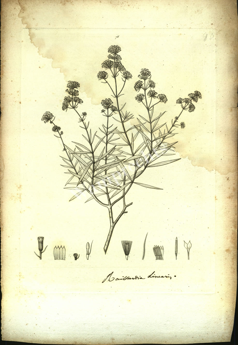 Botanical Engravings of A. Poiret