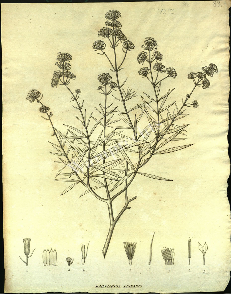 Botanical Engravings of A. Poiret