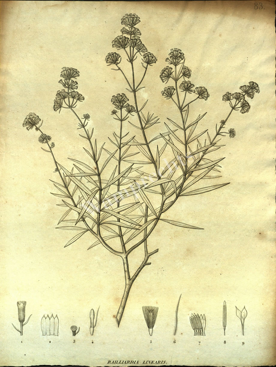 Botanical Engravings of A. Poiret
