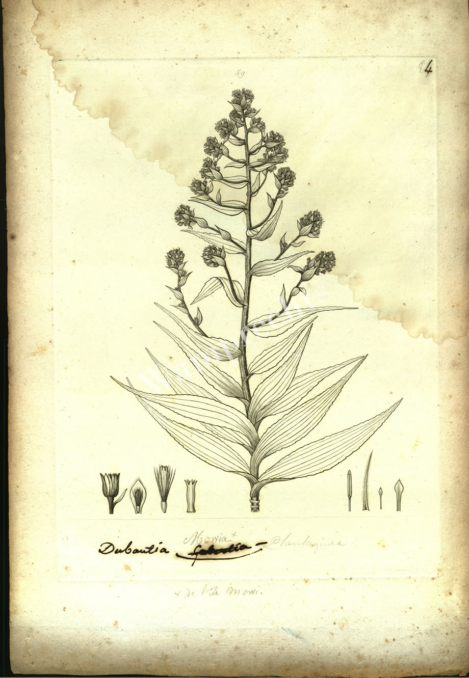 Botanical Engravings of A. Poiret