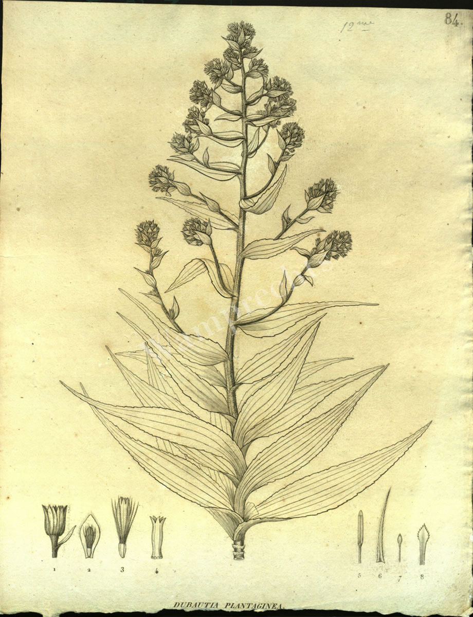 Botanical Engravings of A. Poiret