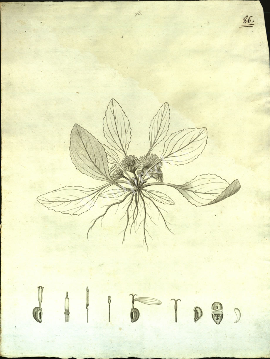 Botanical Engravings of A. Poiret