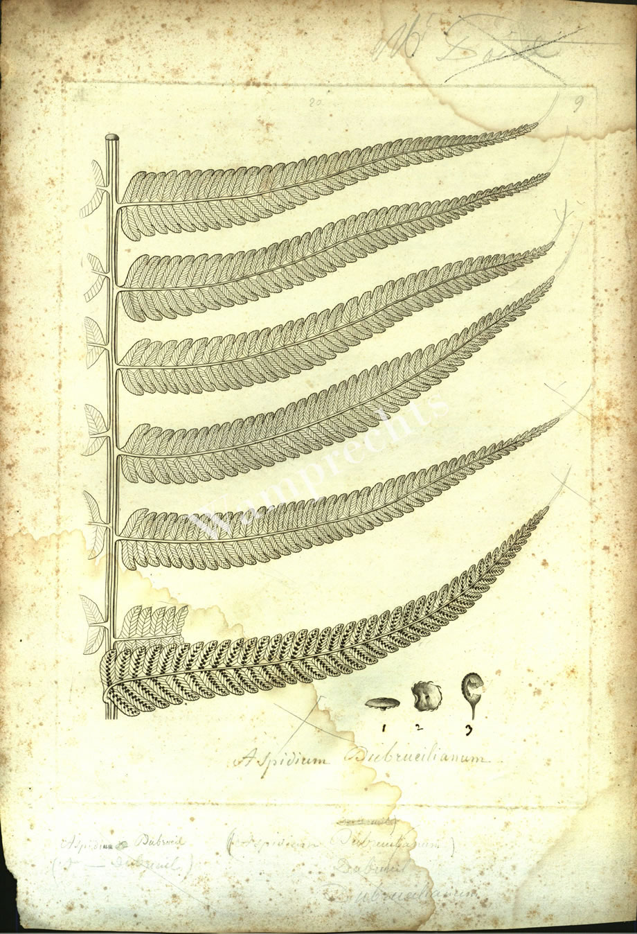 Botanical Engravings of A. Poiret