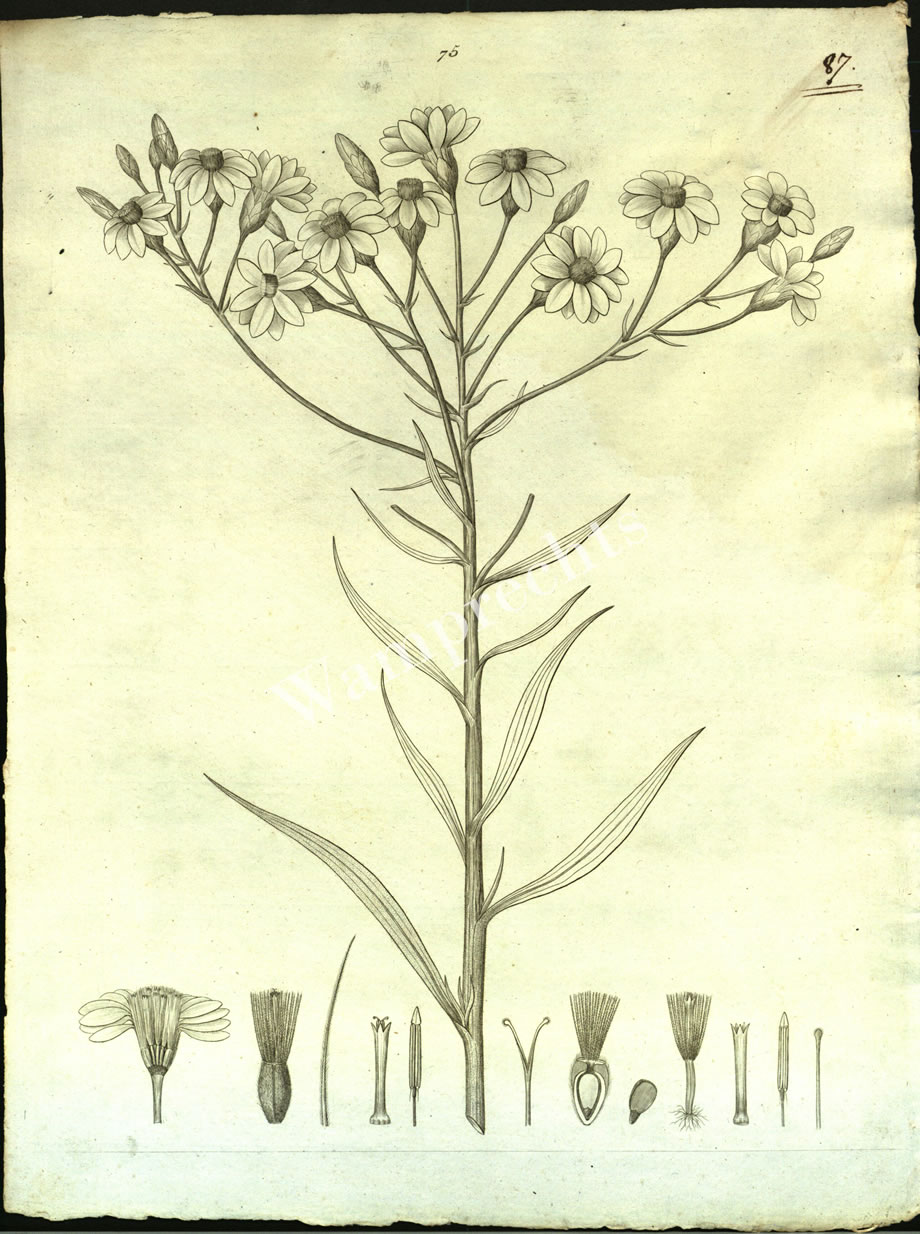 Botanical Engravings of A. Poiret