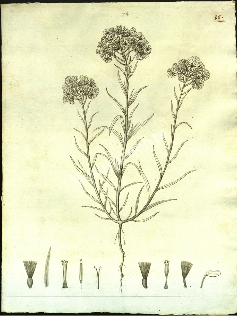 Botanical Engravings of A. Poiret