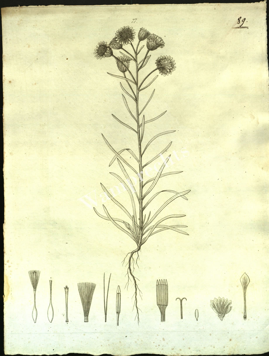 Botanical Engravings of A. Poiret