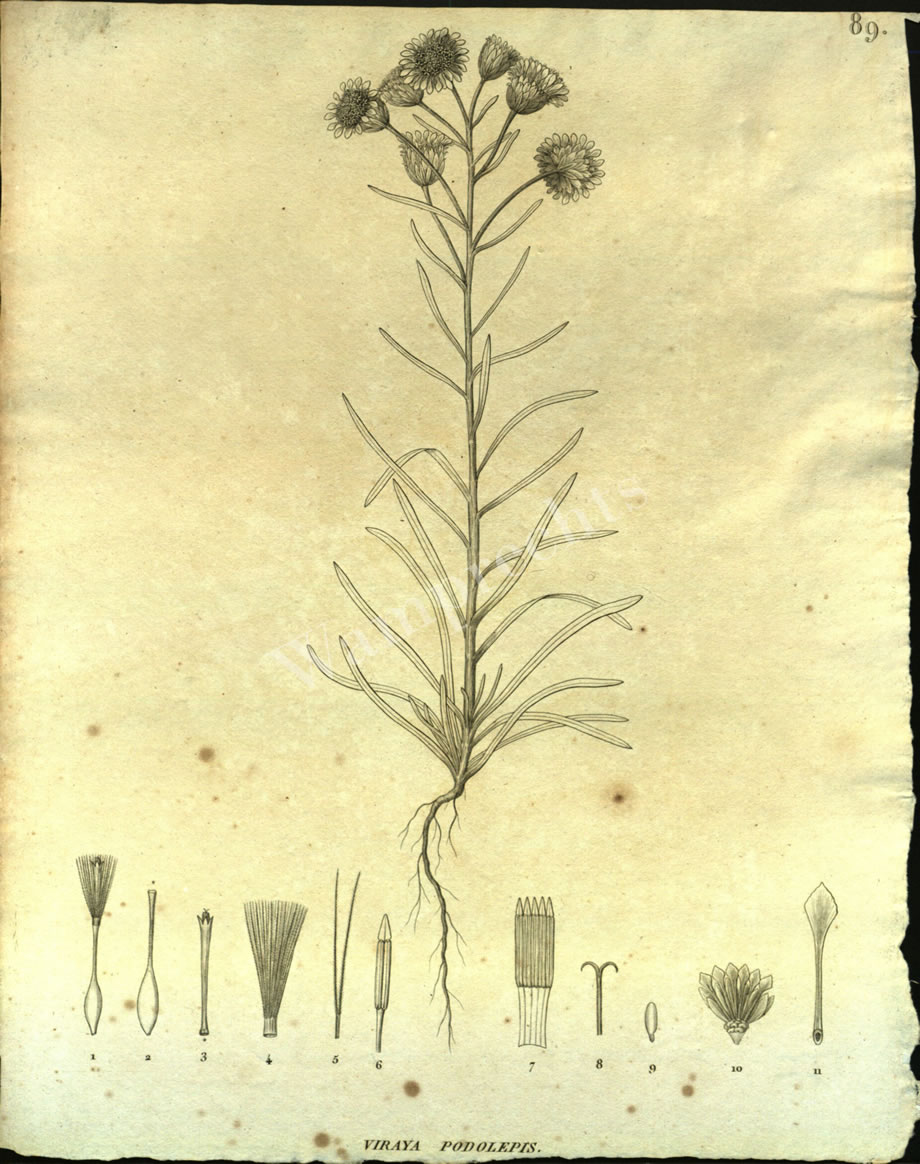 Botanical Engravings of A. Poiret