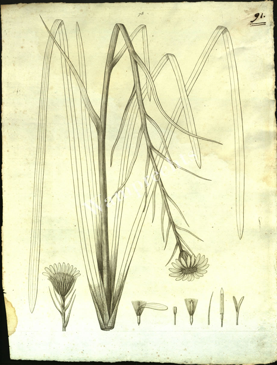 Botanical Engravings of A. Poiret