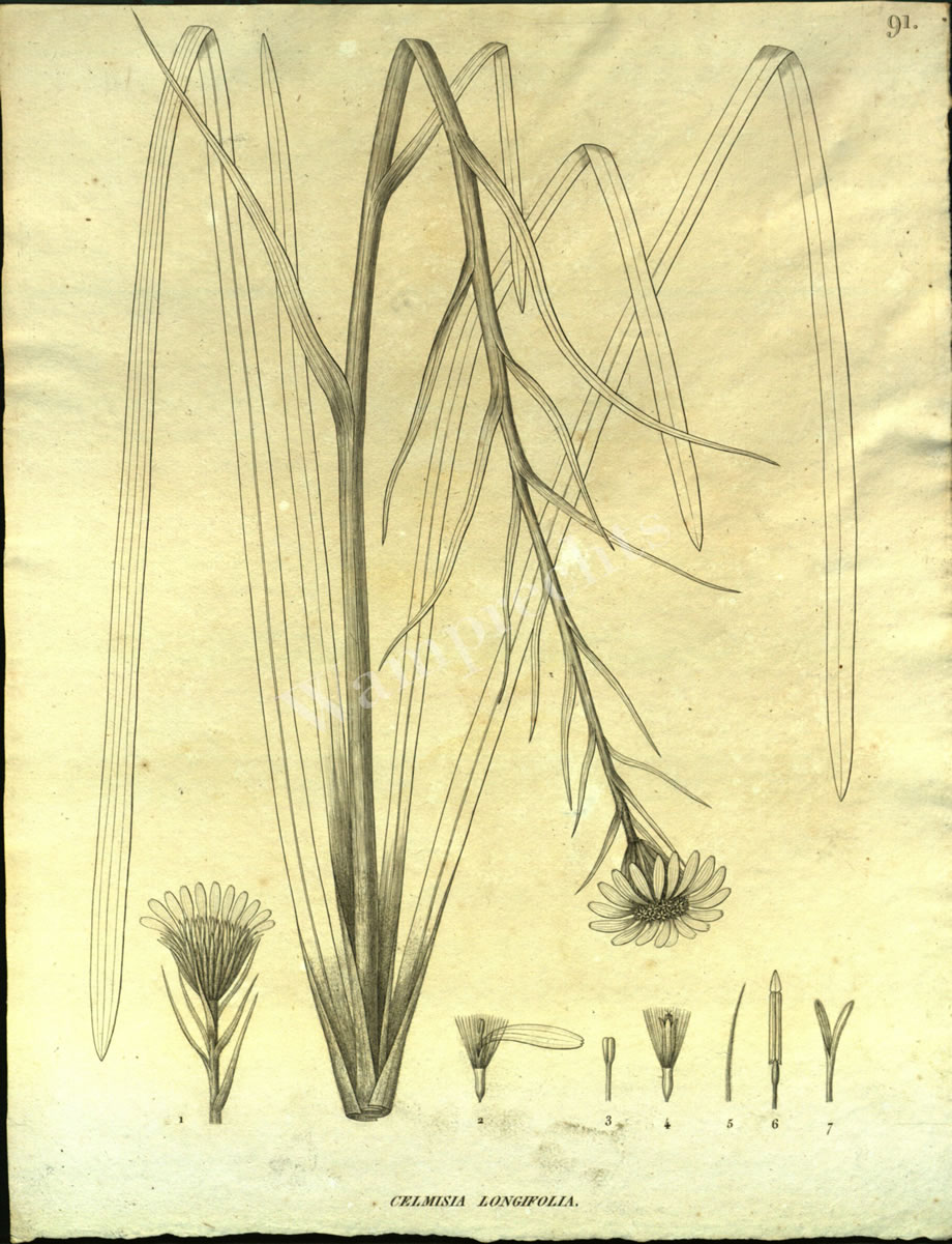 Botanical Engravings of A. Poiret
