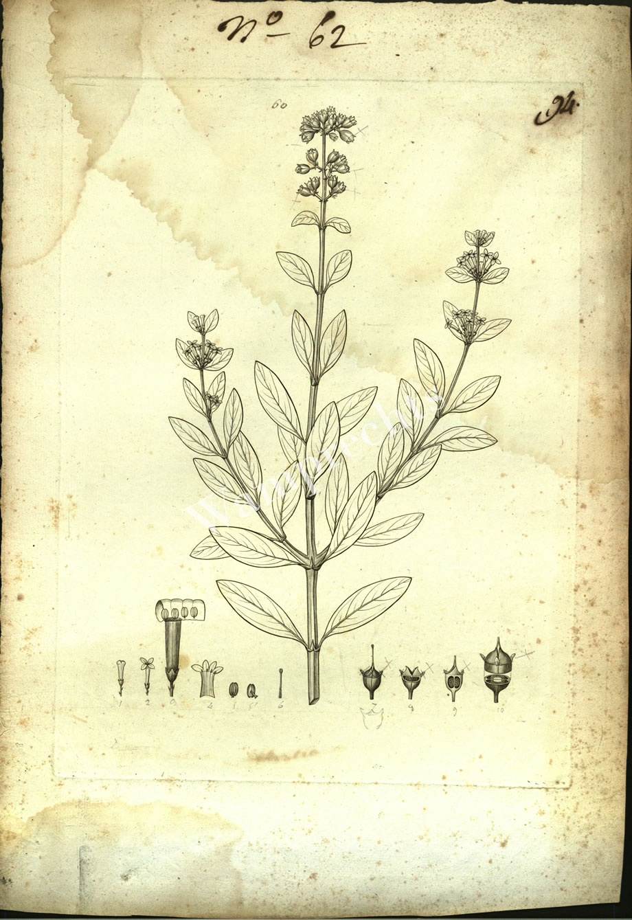 Botanical Engravings of A. Poiret