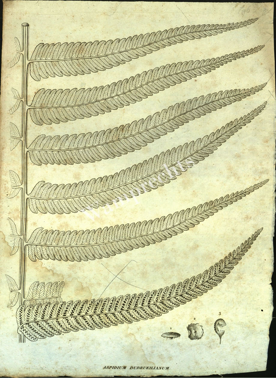 Botanical Engravings of A. Poiret